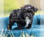 Small #3 Poodle (Toy)