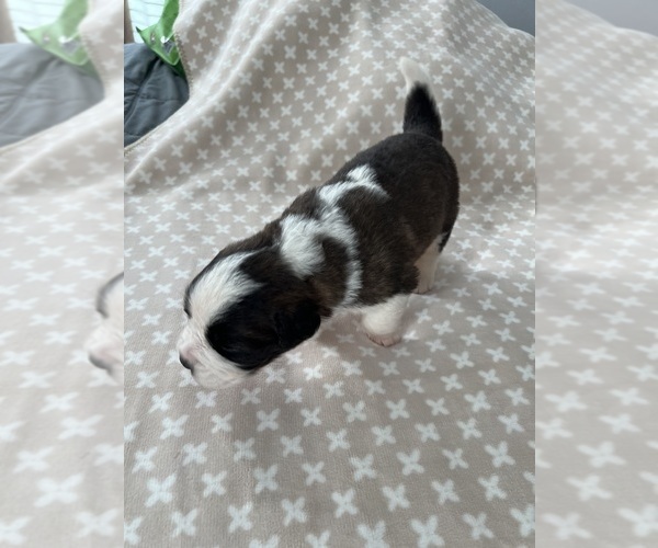 Medium Photo #1 Saint Bernard Puppy For Sale in MODESTO, CA, USA