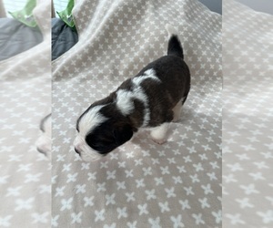 Medium Saint Bernard