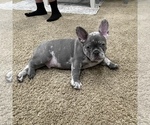 Small Photo #18 French Bulldog Puppy For Sale in GIG HARBOR, WA, USA