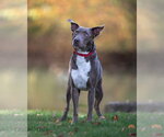 Small Photo #18 Retriever -Unknown Mix Puppy For Sale in Woodbury, NY, USA