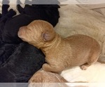 Small #3 Labradoodle