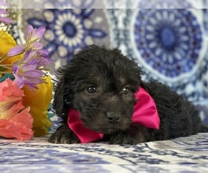 Goldendoodle (Miniature) Puppy for sale in LANCASTER, PA, USA
