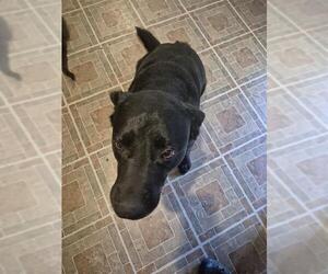 Labrador Retriever-Unknown Mix Dogs for adoption in San Antonio, TX, USA