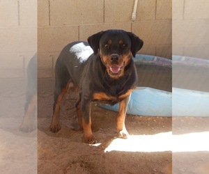 Mother of the Rottweiler puppies born on 04/07/2020