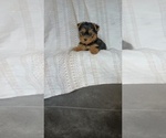 Small #1 Yorkshire Terrier