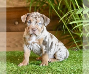 American Bully Puppy for sale in DE LEON SPRINGS, FL, USA