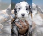 Puppy Puppy 1 Aussiedoodle Miniature 