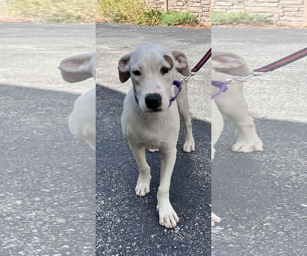 Medium Photo #1 Boxer-Unknown Mix Puppy For Sale in Sterling, MA, USA