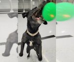 Small #6 American Staffordshire Terrier Mix