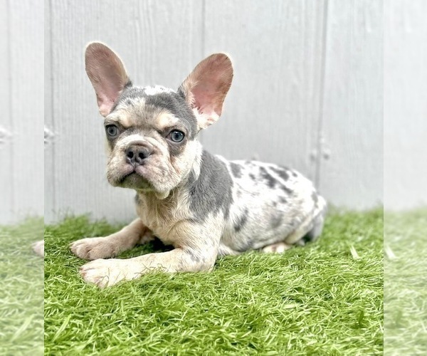 Medium Photo #6 French Bulldog Puppy For Sale in ENGLEWOOD, CO, USA