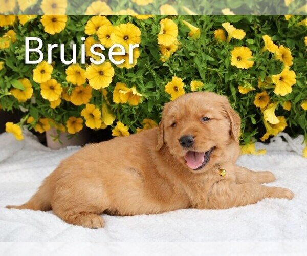 Medium Photo #39 Golden Retriever Puppy For Sale in LOYAL, WI, USA