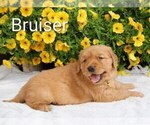 Small #4 Golden Retriever