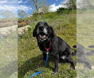 Labrador Retriever-Unknown Mix Dogs for adoption in Fruit Heights, UT, USA