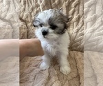 Small Photo #17 Mal-Shi Puppy For Sale in ROGERS, MN, USA