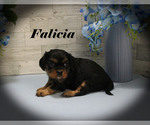 Small #2 Cavalier King Charles Spaniel
