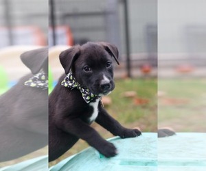 Jasper - Male Mutt Dog for Adoption - Photo #3