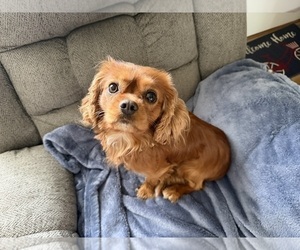 Father of the Cavalier King Charles Spaniel puppies born on 05/11/2026