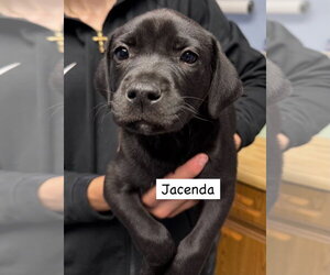Labrador Retriever-Unknown Mix Dogs for adoption in Gilberts, IL, USA
