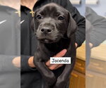 Small Labrador Retriever Mix