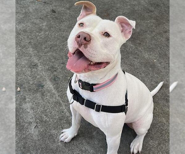 Medium Photo #1 American Pit Bull Terrier-Unknown Mix Puppy For Sale in Alameda, CA, USA