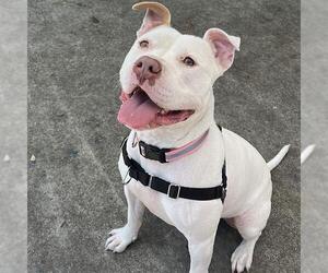 American Pit Bull Terrier-Unknown Mix Dogs for adoption in Alameda, CA, USA