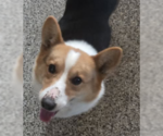 Small #1 Pembroke Welsh Corgi