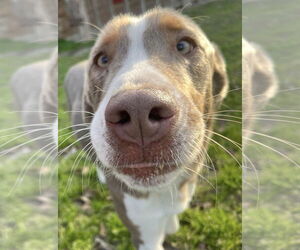 Leo - Male Australian Shepherd-Unknown Mix Dog for Adoption - Photo #3
