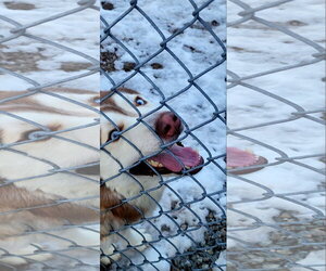 Milo - Male Siberian Husky Dog for Adoption - Photo #4