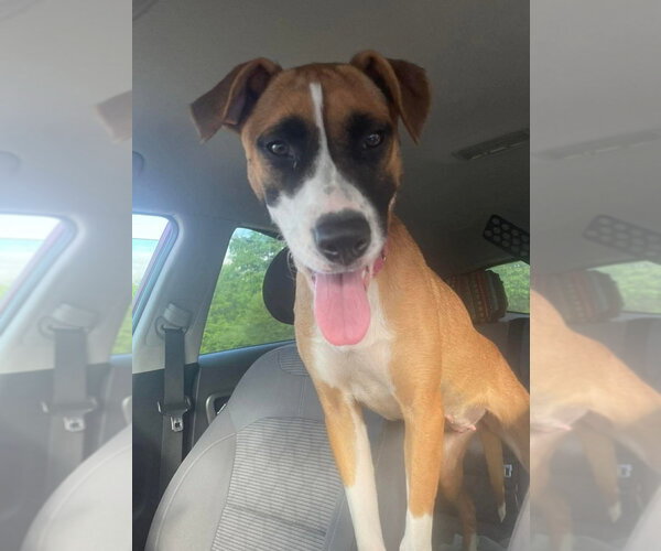 Medium Photo #3 Boxer-Unknown Mix Puppy For Sale in Foristell, MO, USA
