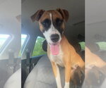 Small #2 Boxer Mix