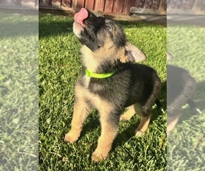 German Shepherd Dog-Siberian Husky Mix Dog for Adoption in JURUPA VALLEY, California USA