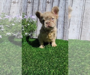 French Bulldog Puppy for sale in INDIANAPOLIS, IN, USA