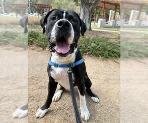 Great Dane Dogs for adoption in Santa Barbara, CA, USA