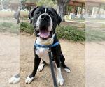 Small Great Dane