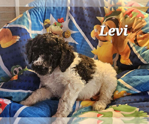 Medium Photo #1 Double Doodle Puppy For Sale in CANTON, OH, USA