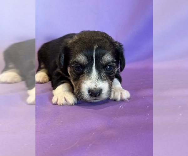 Medium Photo #5 Corgipoo Puppy For Sale in LONGMONT, CO, USA