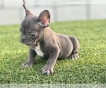 Small Photo #4 French Bulldog Puppy For Sale in IRVINE, CA, USA