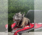 Small #3 French Bulldog