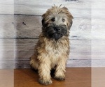 Small Photo #6 Soft Coated Wheaten Terrier Puppy For Sale in SHAWNEE, OK, USA