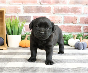 Labrador Retriever Puppy for sale in SYRACUSE, IN, USA