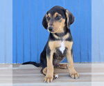 Small Photo #2 Australian Shepherd-Unknown Mix Puppy For Sale in Lakewood, CO, USA