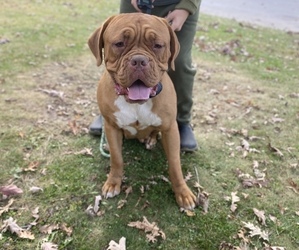 Dogue de Bordeaux Puppy for sale in WARSAW, IN, USA
