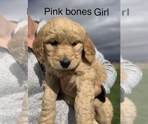 Goldendoodle Puppy for sale in ALTAMONT, UT, USA