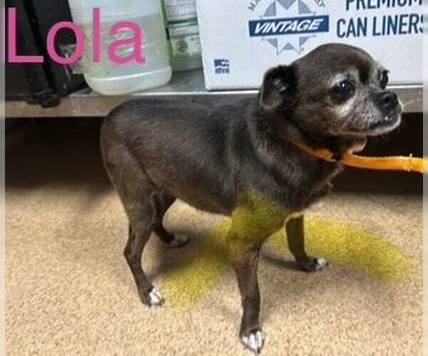 Medium Photo #3 Chihuahua Puppy For Sale in Boonton, NJ, USA