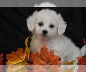 Bichpoo Puppy for sale in ELDORADO, OH, USA