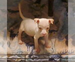 Small #1 Labrador Retriever-Staffordshire Bull Terrier Mix
