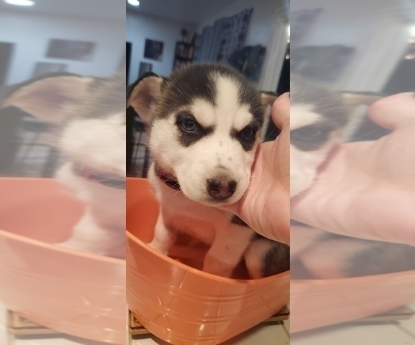 Medium Photo #1 Siberian Husky Puppy For Sale in RENO, NV, USA