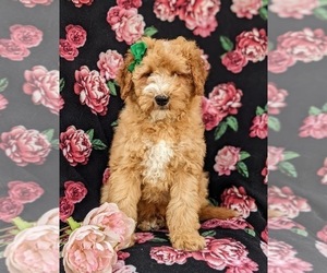Goldendoodle (Miniature) Puppy for sale in KIRKWOOD, PA, USA
