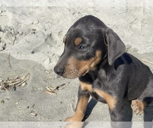 Doberman Pinscher Puppy for sale in SUPPLY, NC, USA
